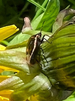 Stoney Creek Trail Fauna